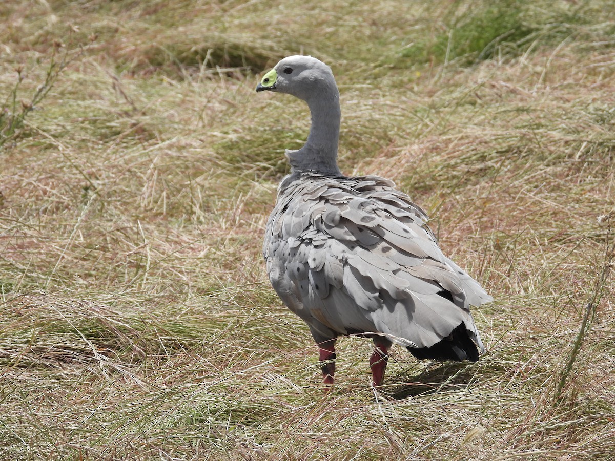 Cape Barren Goose - ML646342231
