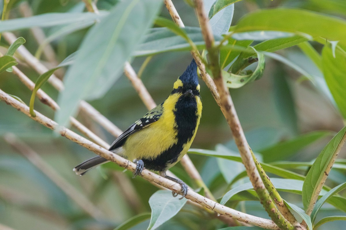 Himalayan Black-lored Tit - ML646342232