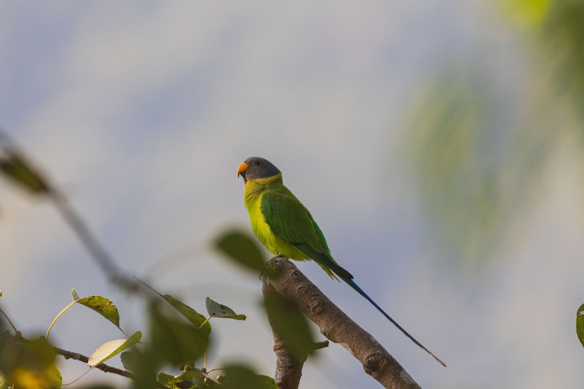 Папужець фіолетовоголовий - ML646342237