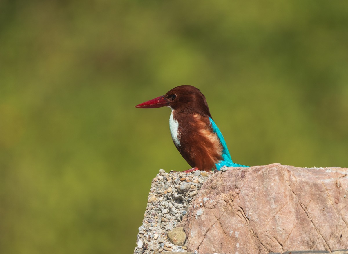 White-throated Kingfisher - ML646342240