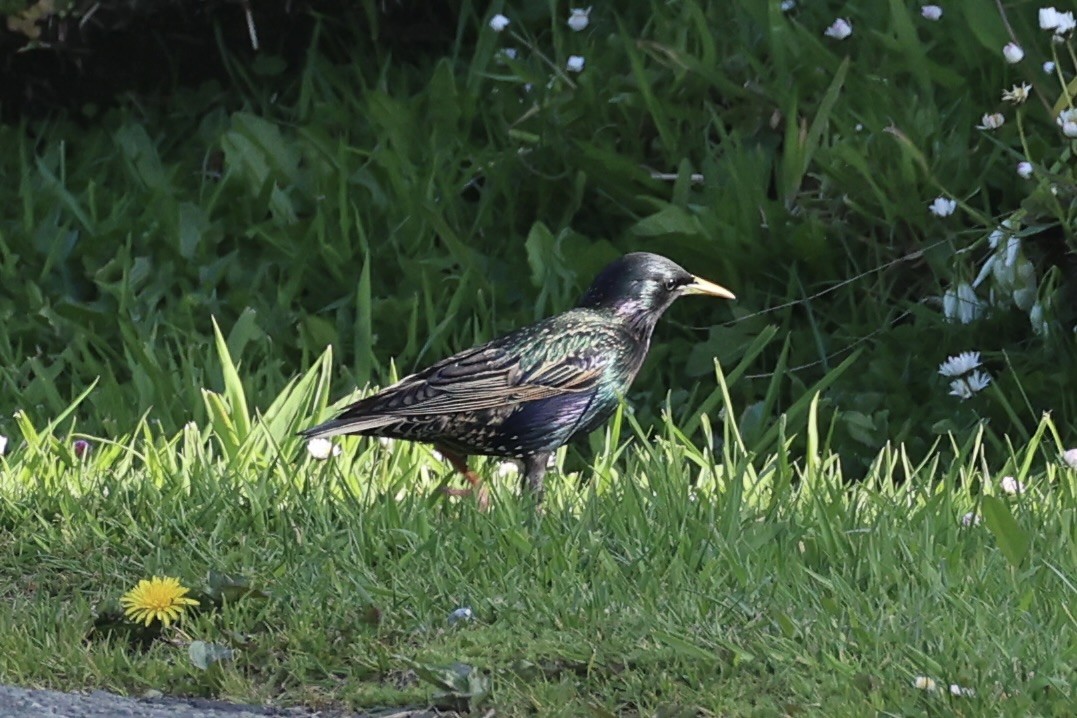 European Starling - ML646342241