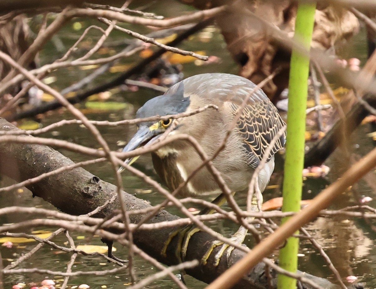 Little Heron - ML646342242