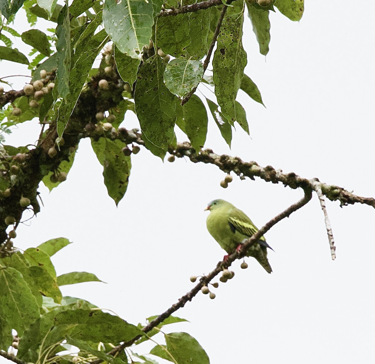 tykknebbgrønndue - ML646342244