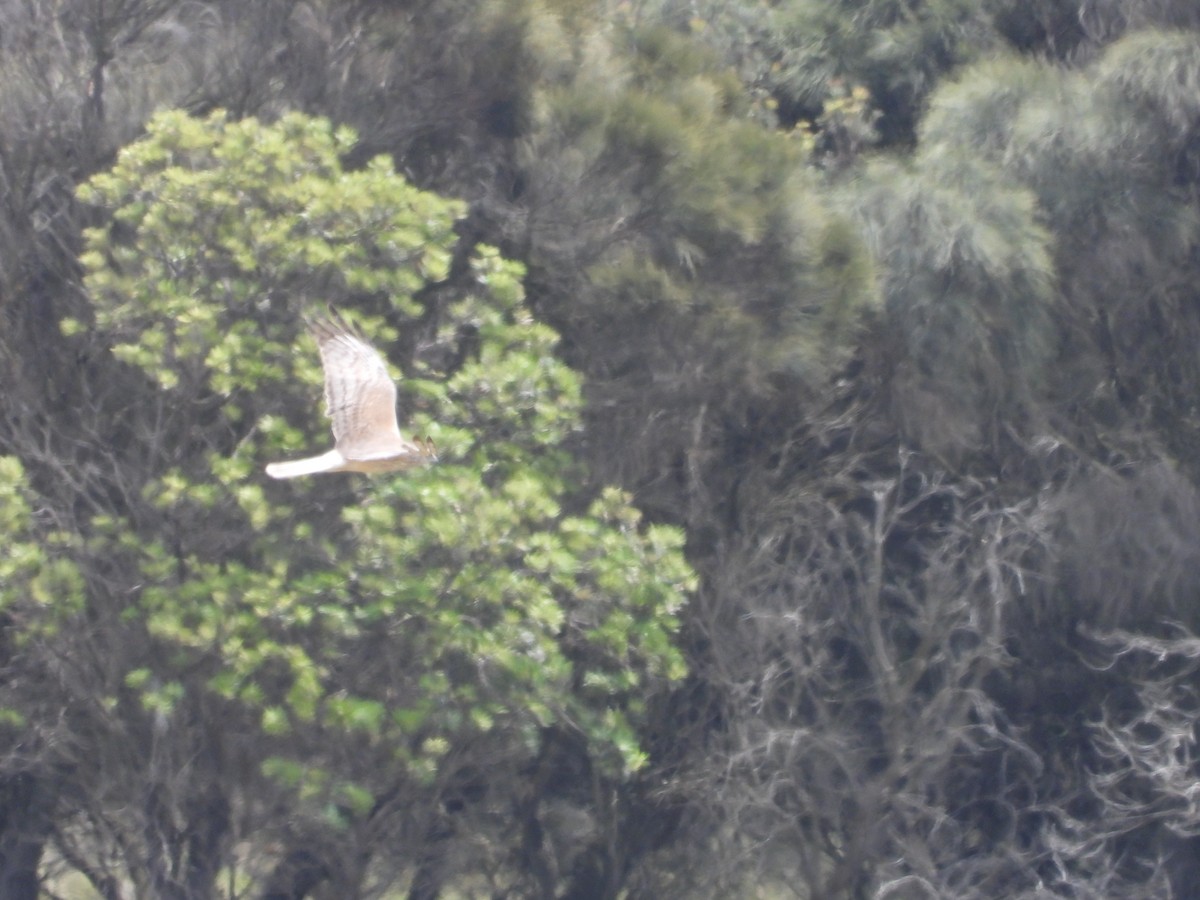 Swamp Harrier - ML646342245