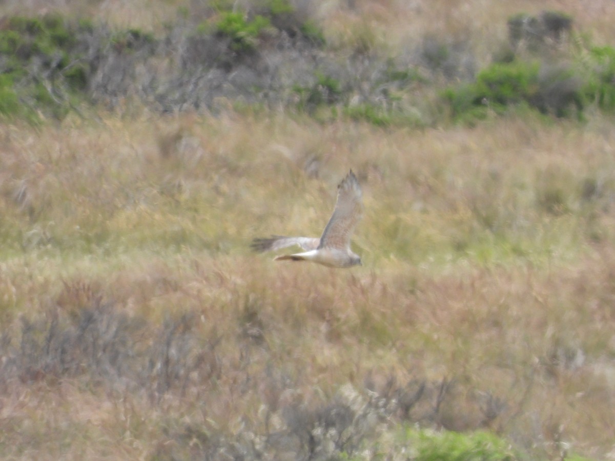 Swamp Harrier - ML646342246