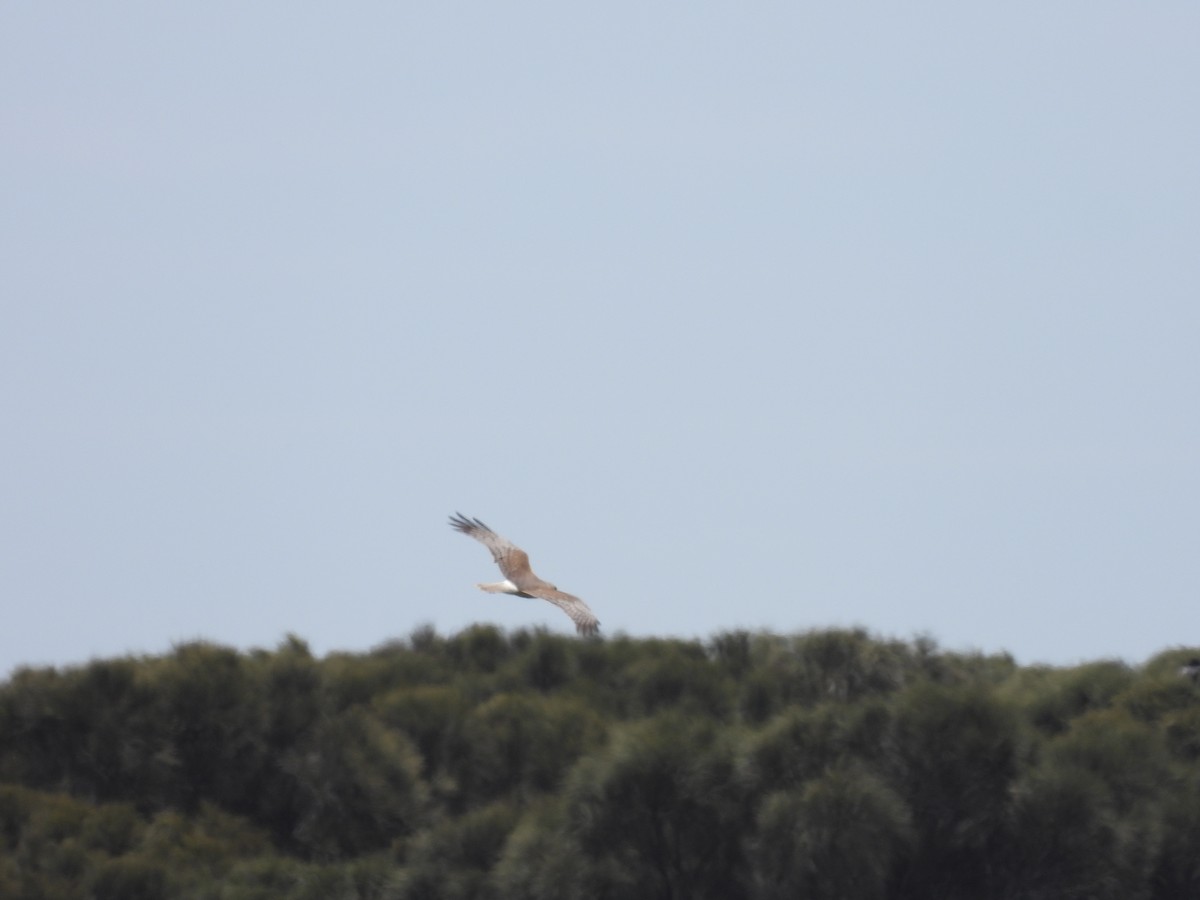 Swamp Harrier - ML646342247