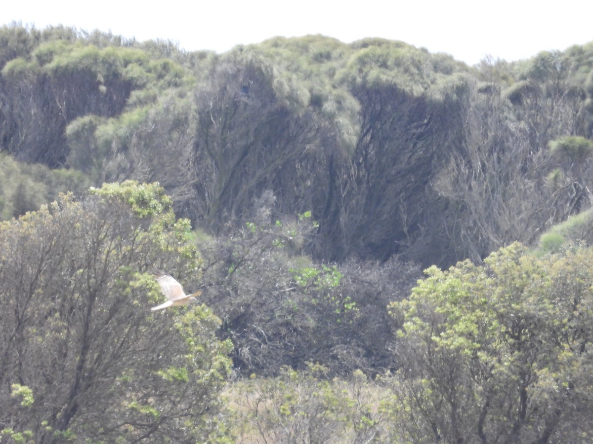 Swamp Harrier - ML646342248