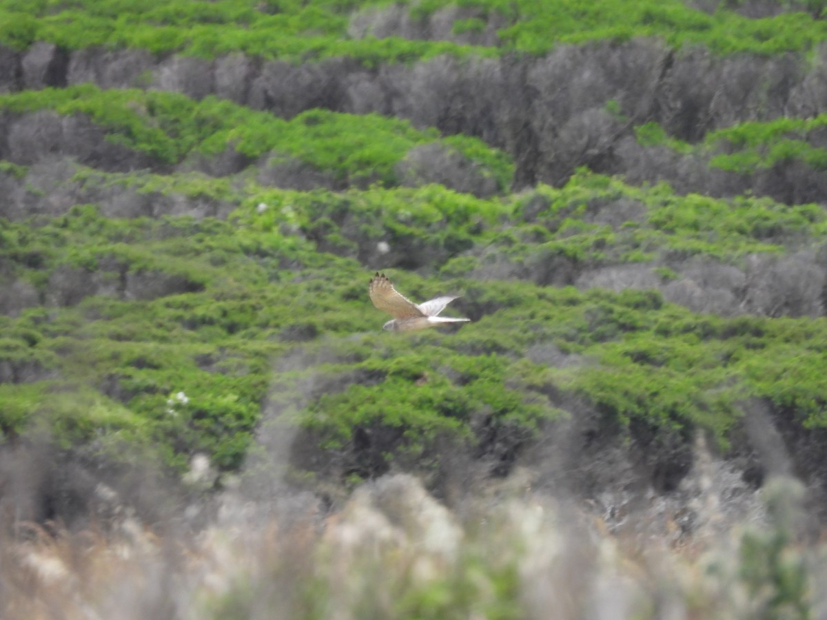 Swamp Harrier - ML646342249