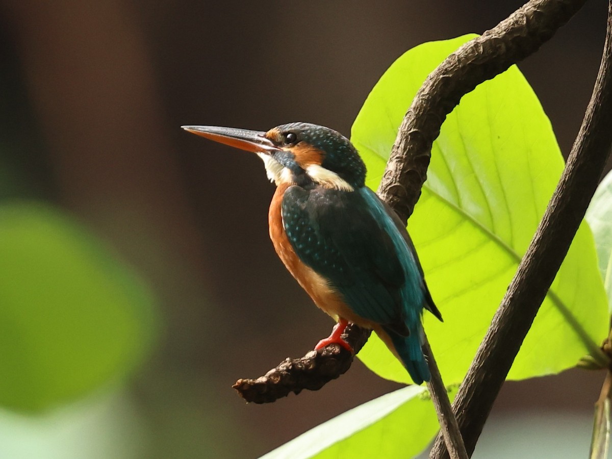 Common Kingfisher - ML646342251