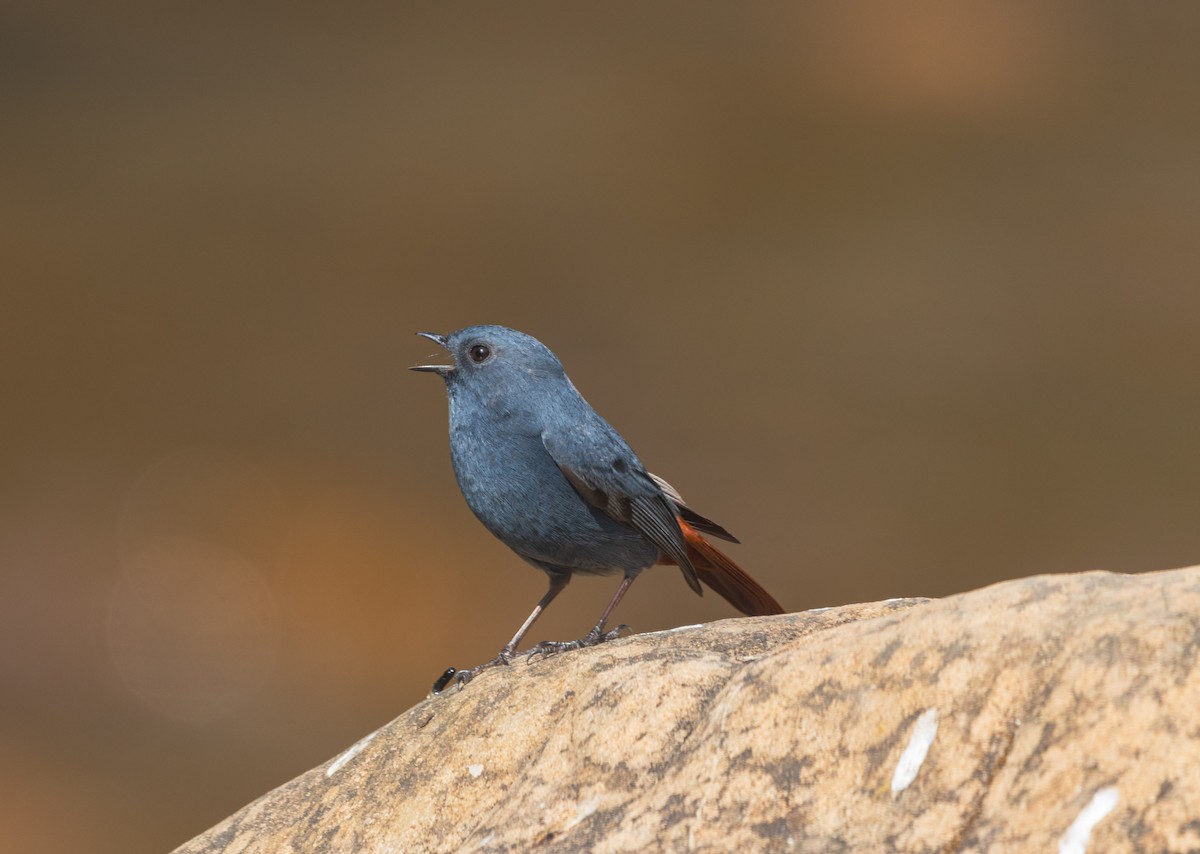 Plumbeous Redstart - ML646342252