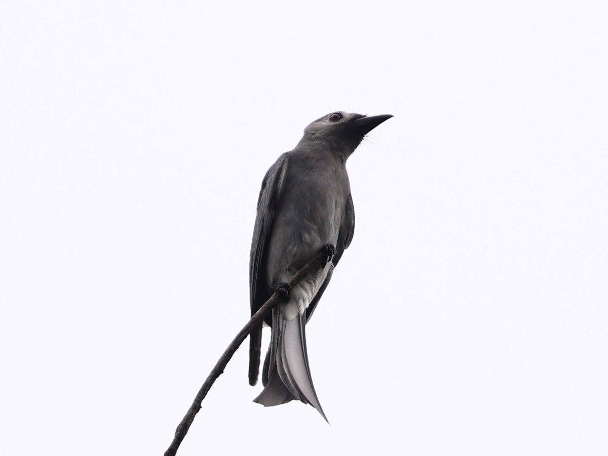 Ashy Drongo - ML646342254