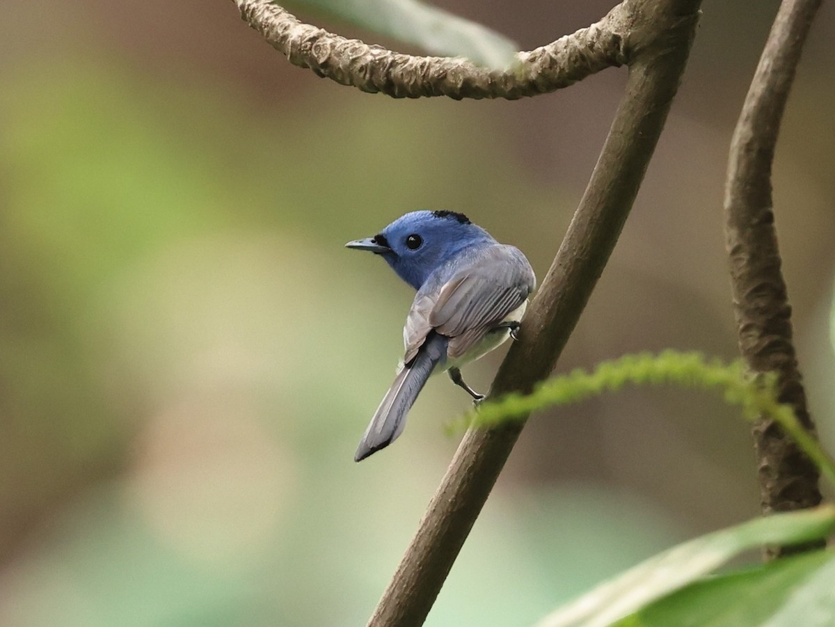 Black-naped Monarch - ML646342257