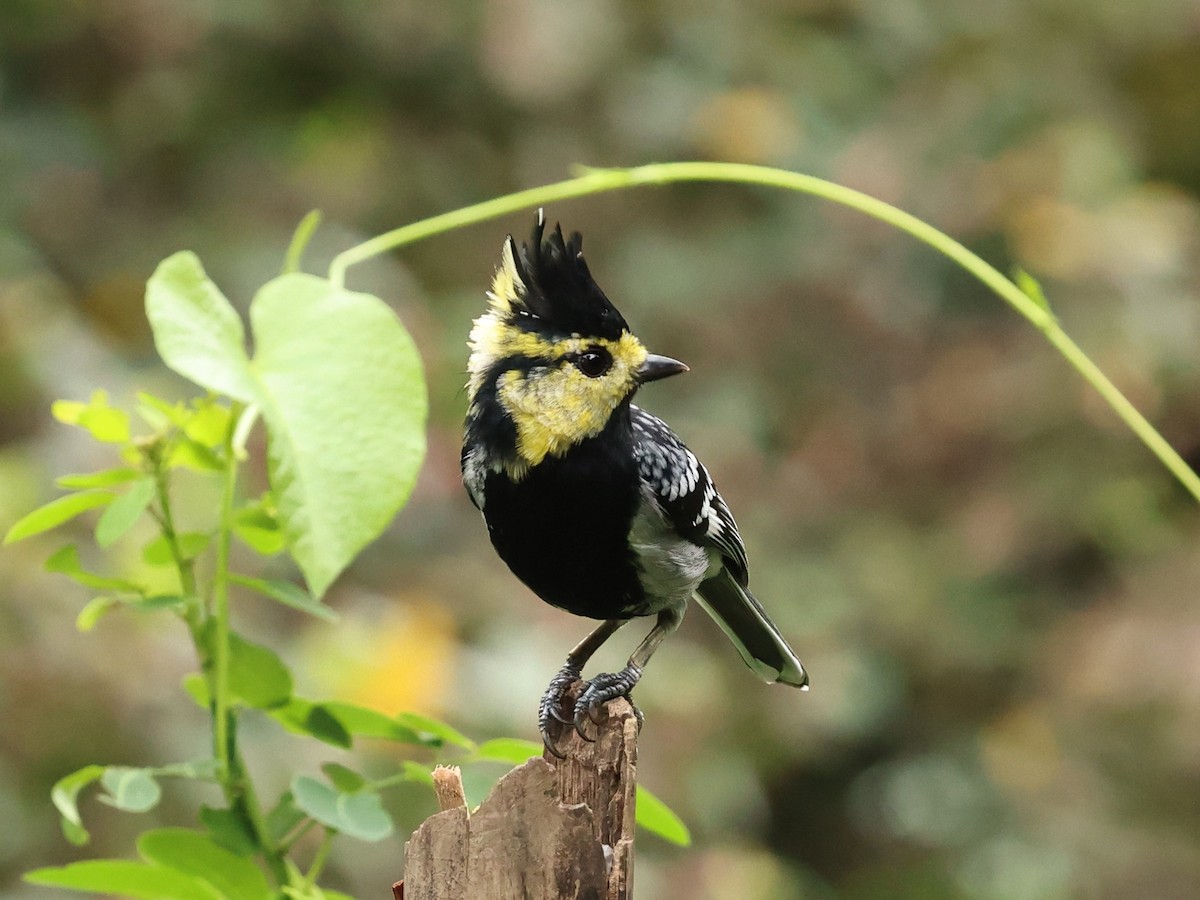 Yellow-cheeked Tit - ML646342258