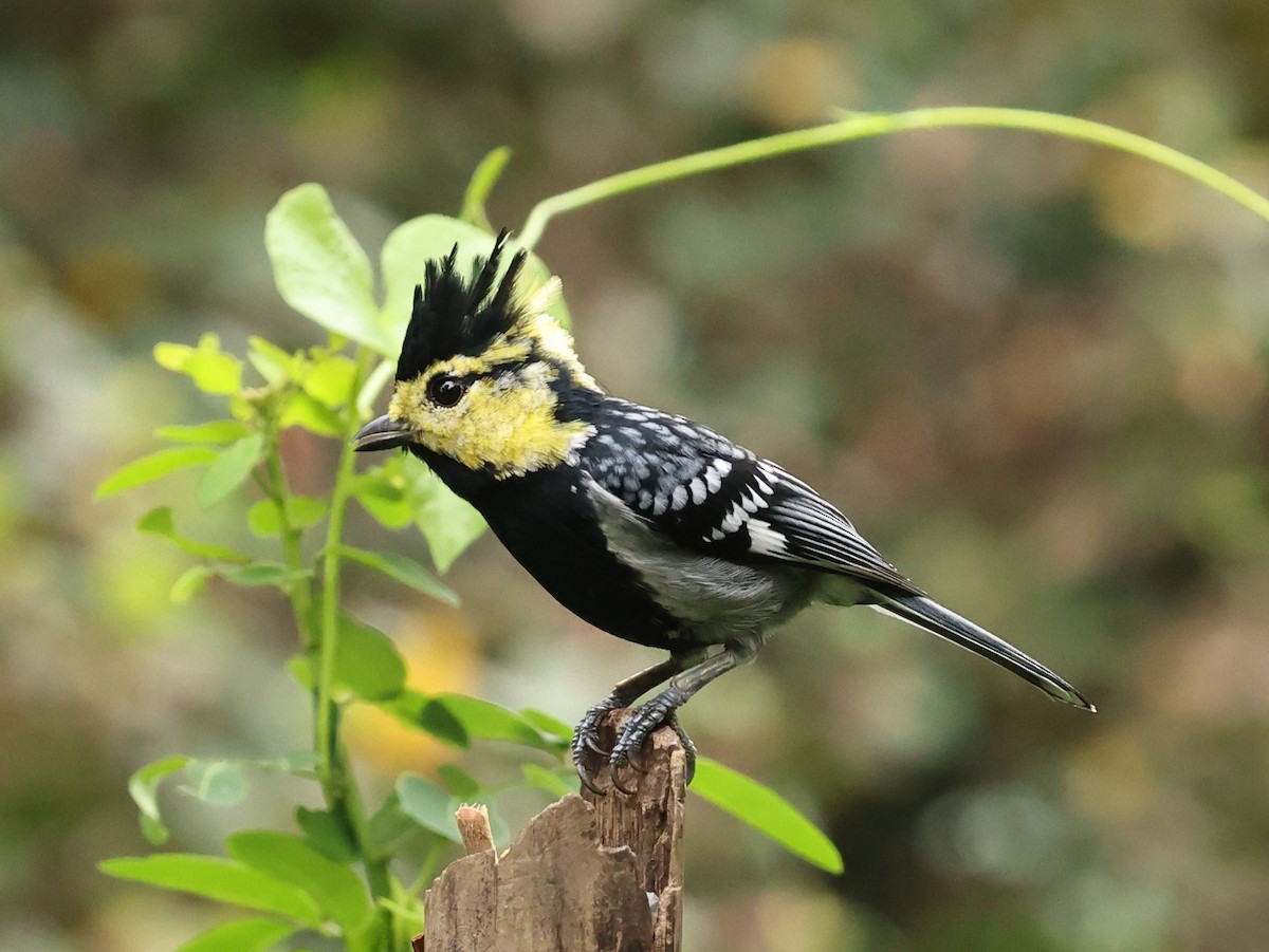 Yellow-cheeked Tit - ML646342259