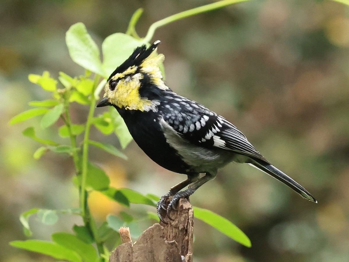 Yellow-cheeked Tit - ML646342260