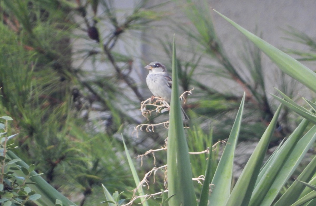 House Sparrow - ML646342261