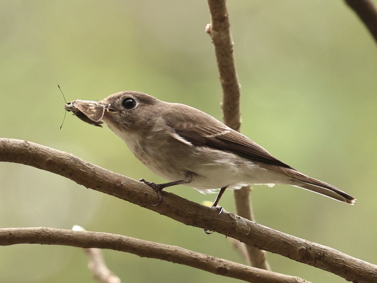 Asian Brown Flycatcher - ML646342262