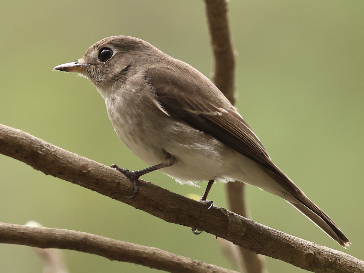 Asian Brown Flycatcher - ML646342263