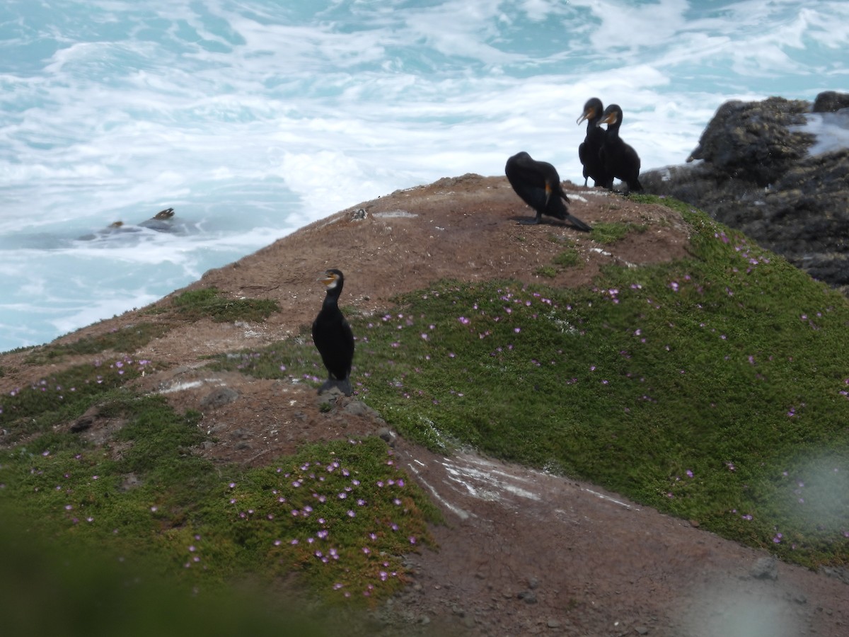 Great Cormorant - ML646342264