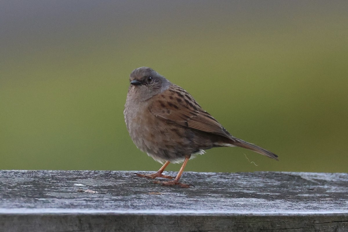 Dunnock - ML646342266