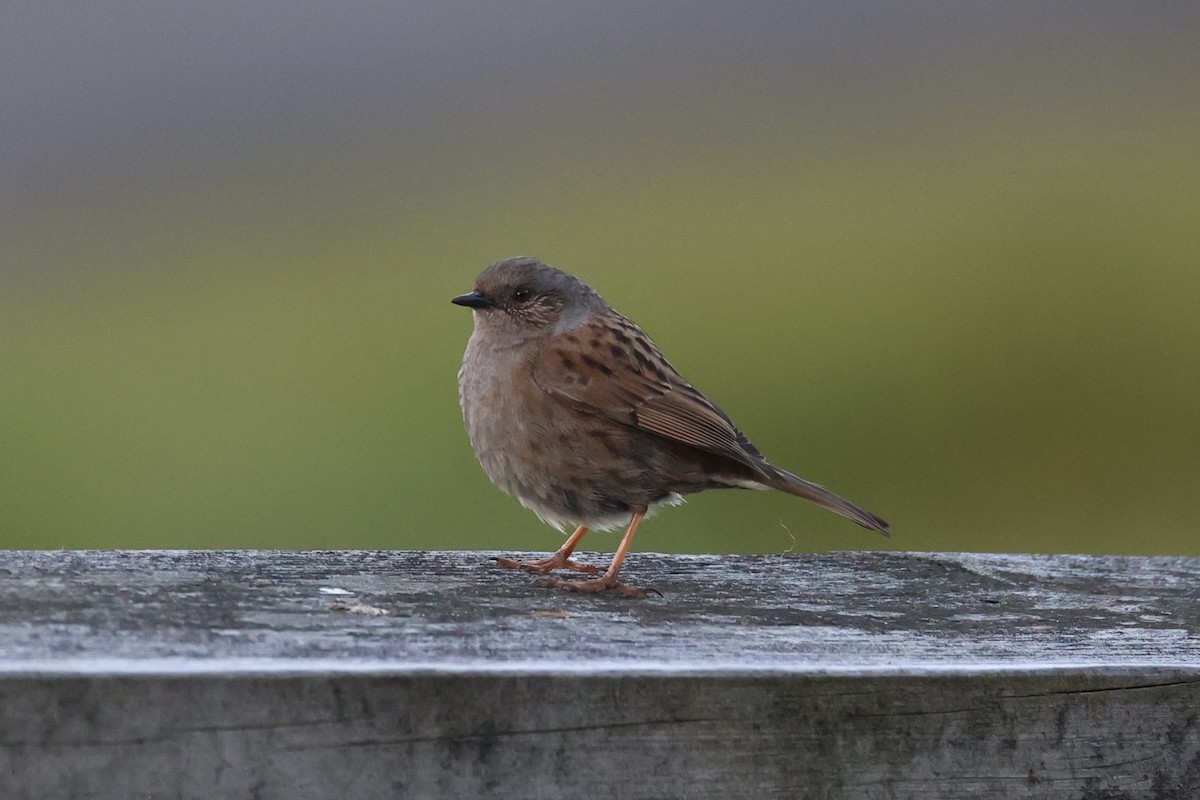Dunnock - ML646342267