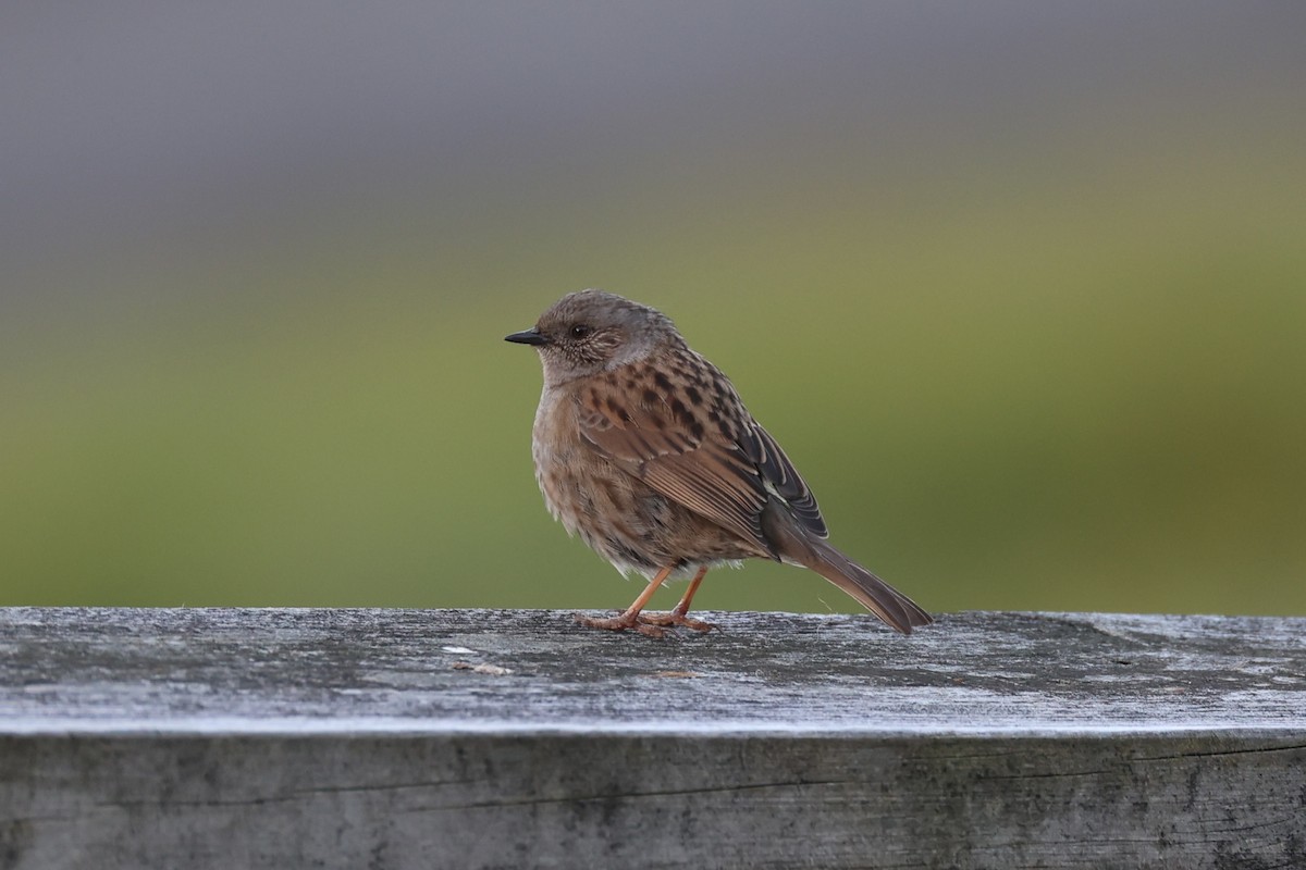 Dunnock - ML646342268
