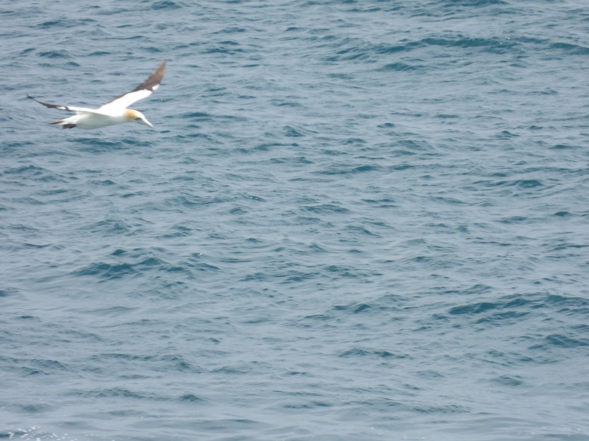 Avustralya Sümsüğü - ML646342270