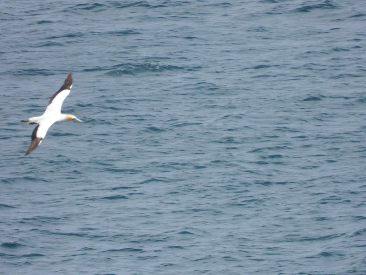 Avustralya Sümsüğü - ML646342271