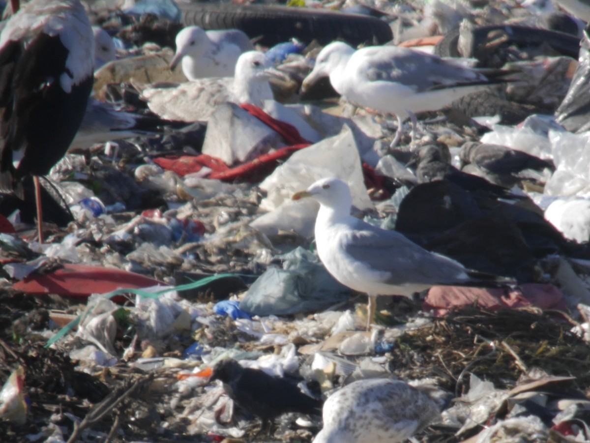 Yellow-legged Gull - ML646342278