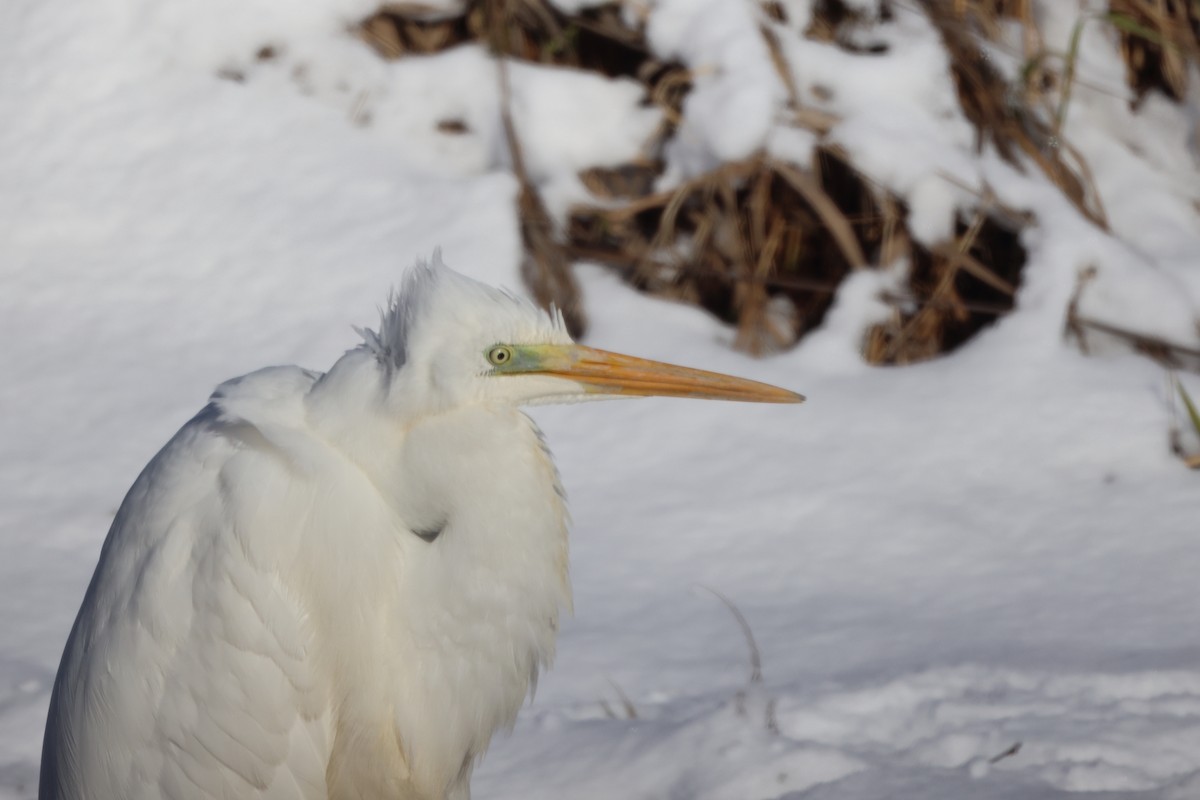 Чапля велика - ML646342279