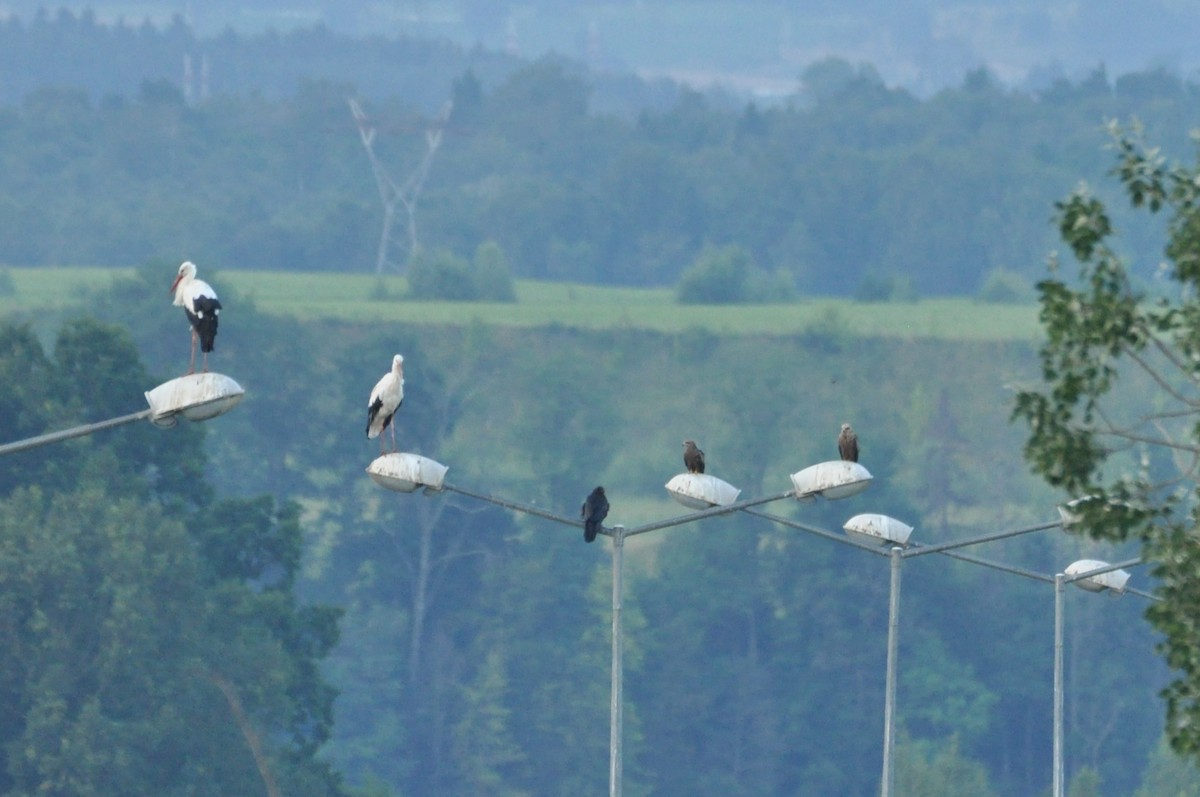 Black Kite - ML646342280