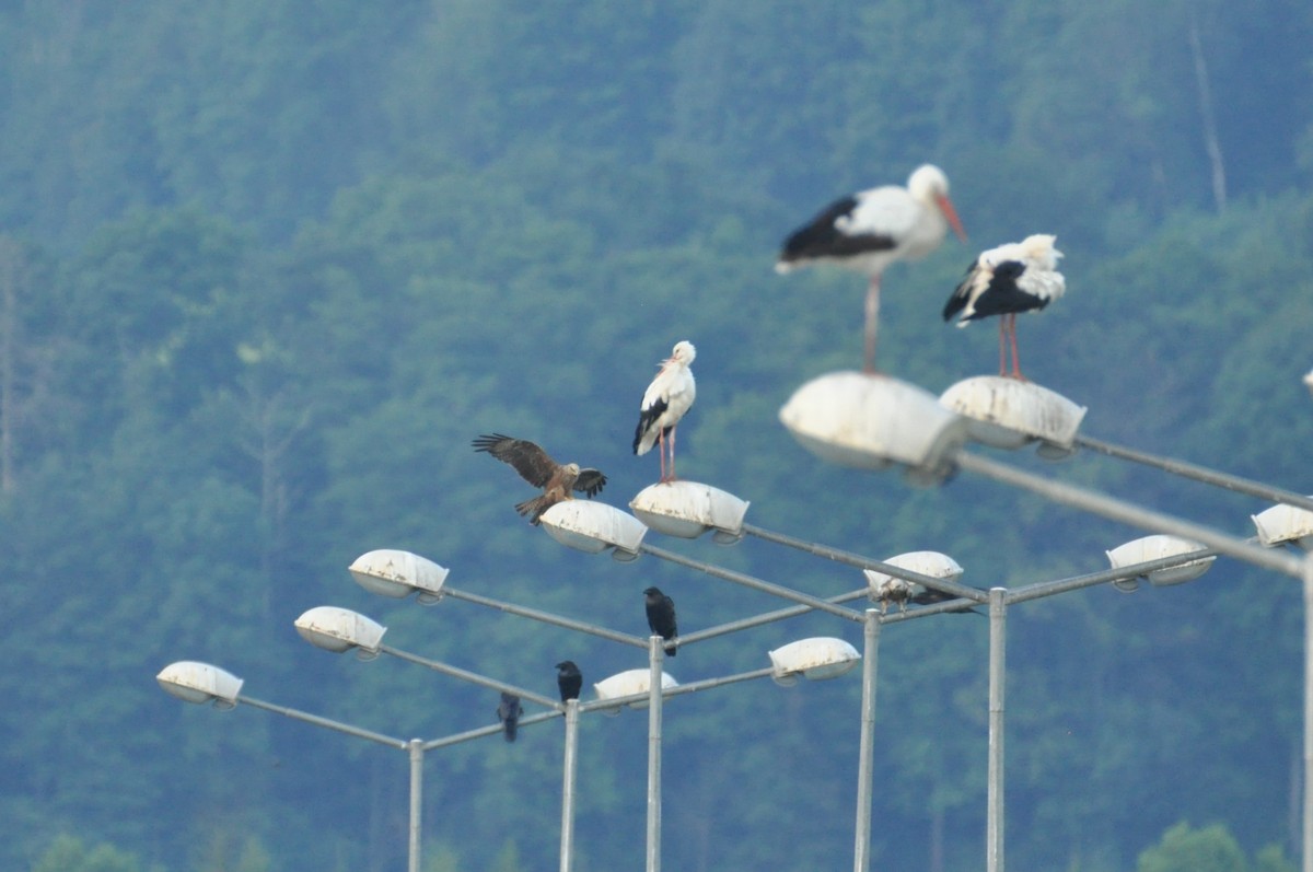 Black Kite - ML646342281