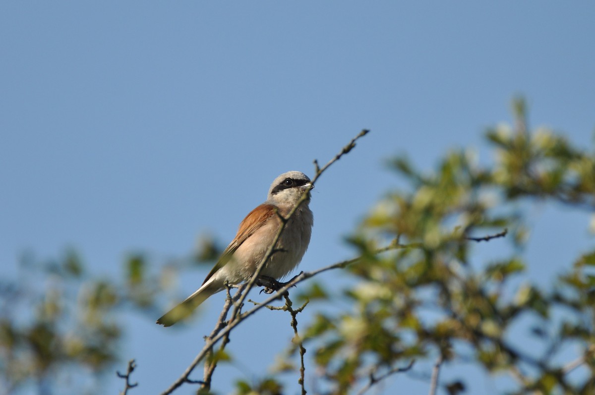 Red-backed Shrike - ML646342283