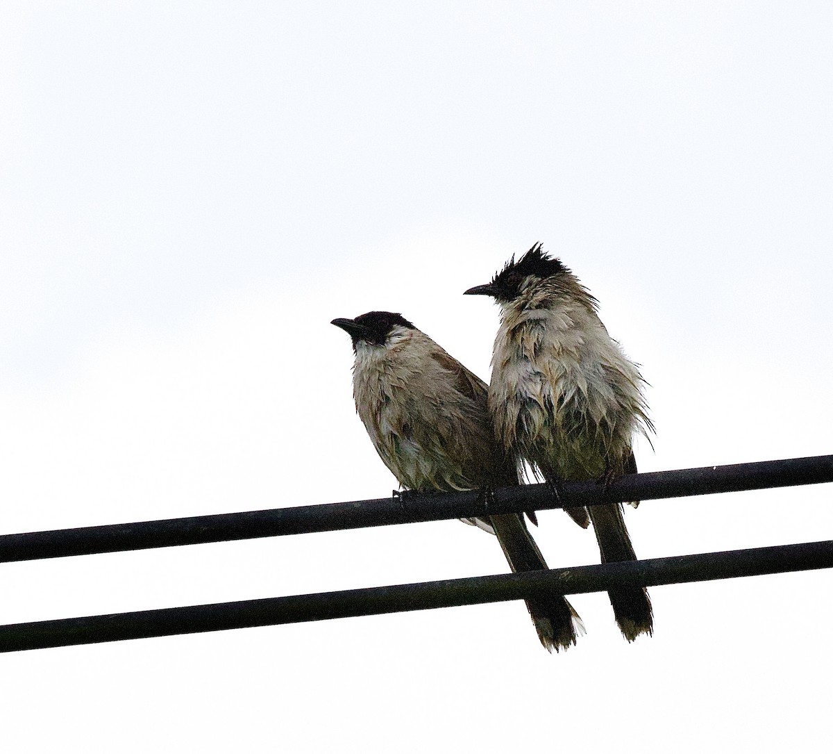 Bulbul Ventridorado - ML646342284