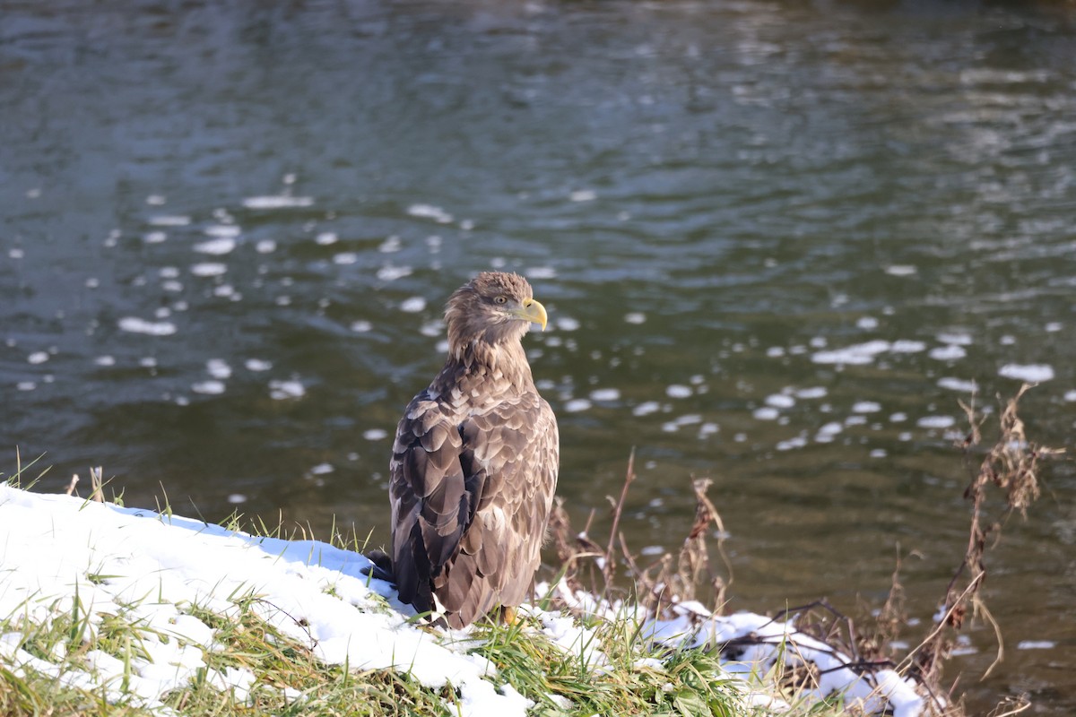 Орлан-білохвіст - ML646342285