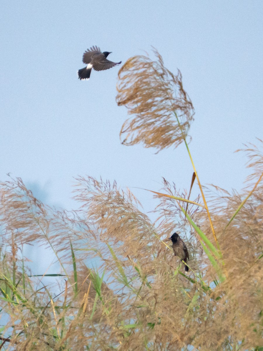 Red-vented Bulbul - ML646342287