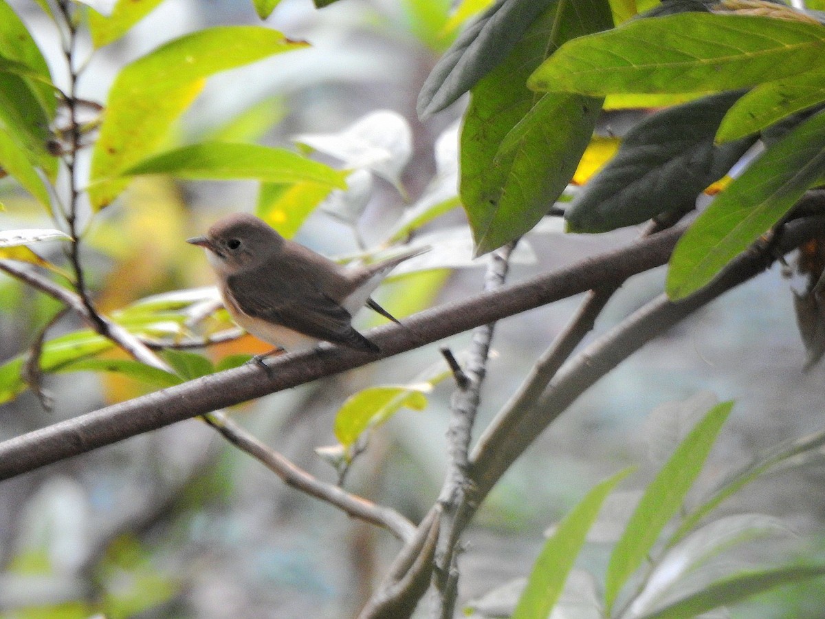Gobemouche de la taïga - ML646342288