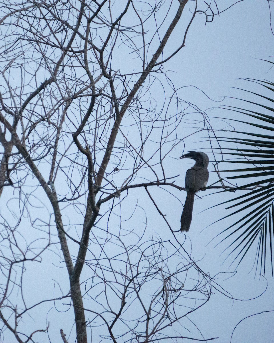 Indian Gray Hornbill - ML646342289