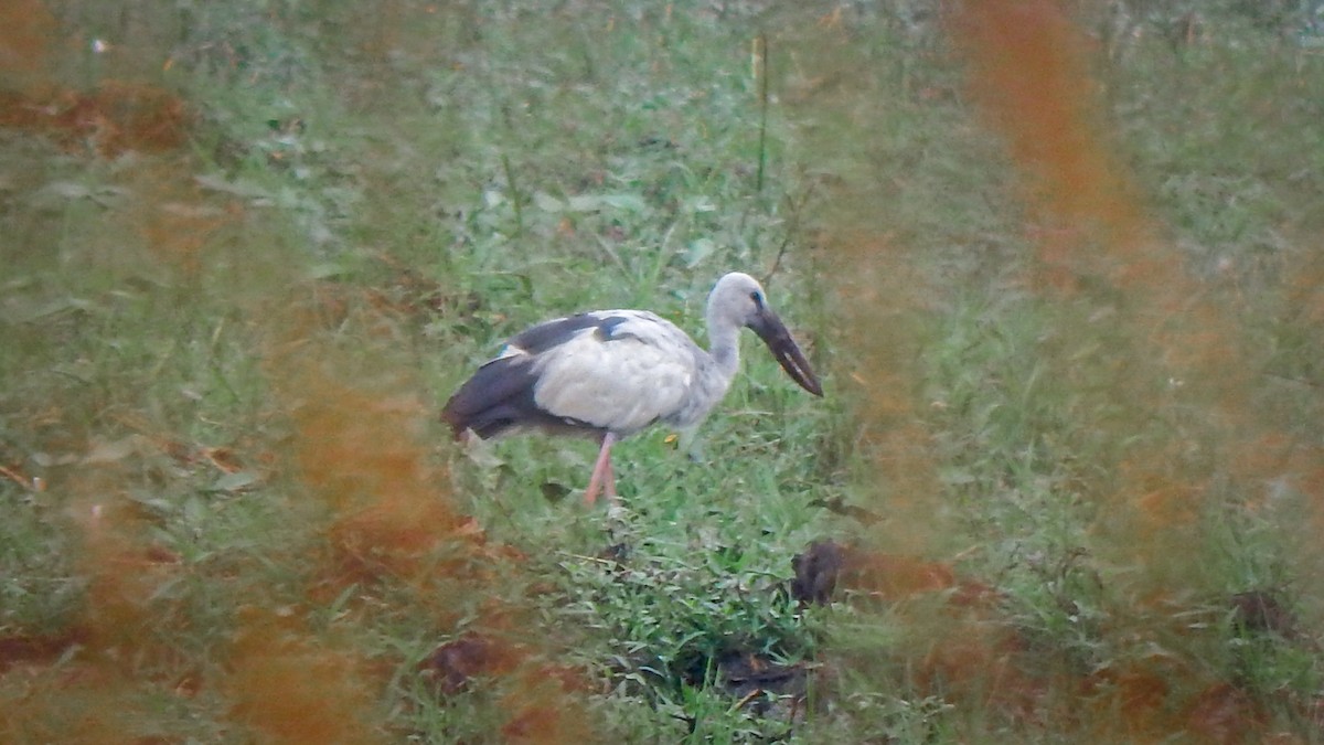 Asian Openbill - ML646342291