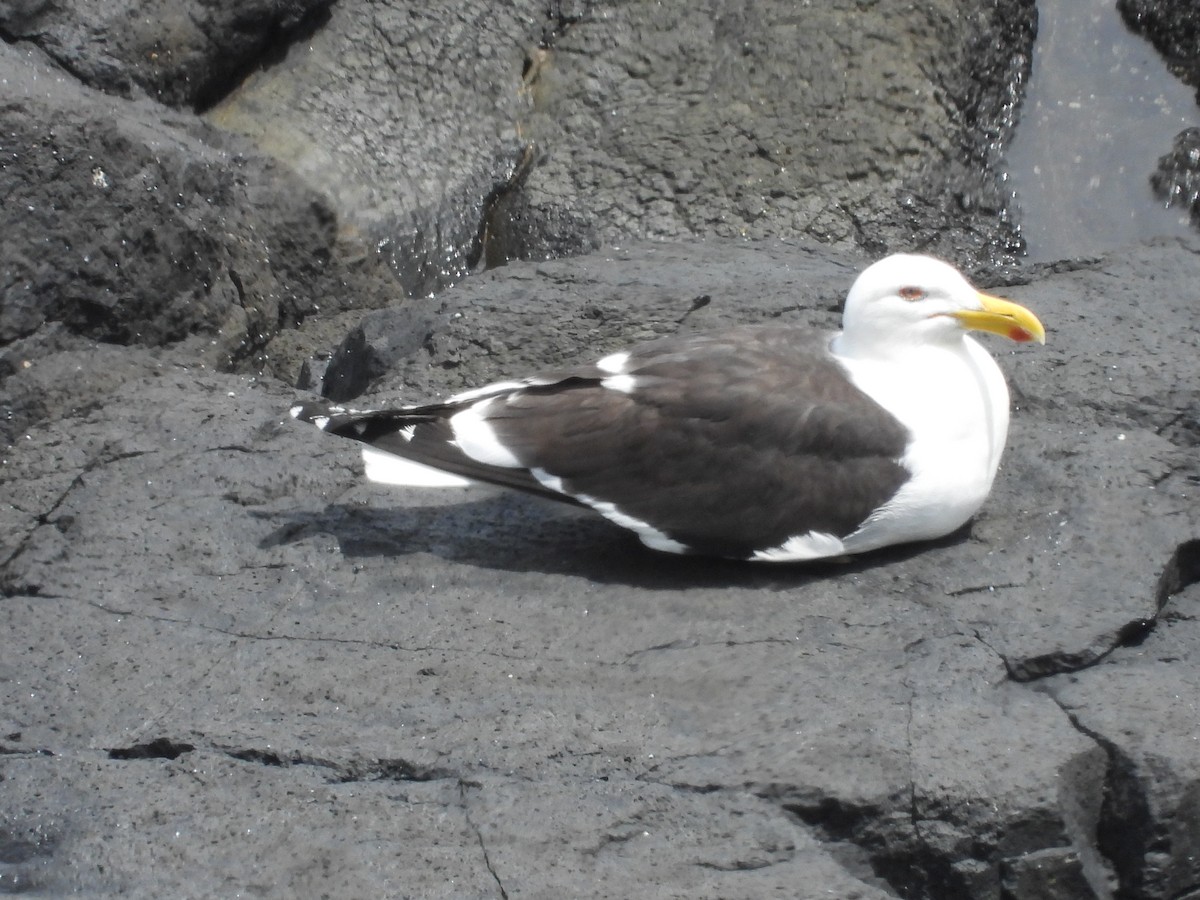 Kelp Gull - ML646342292
