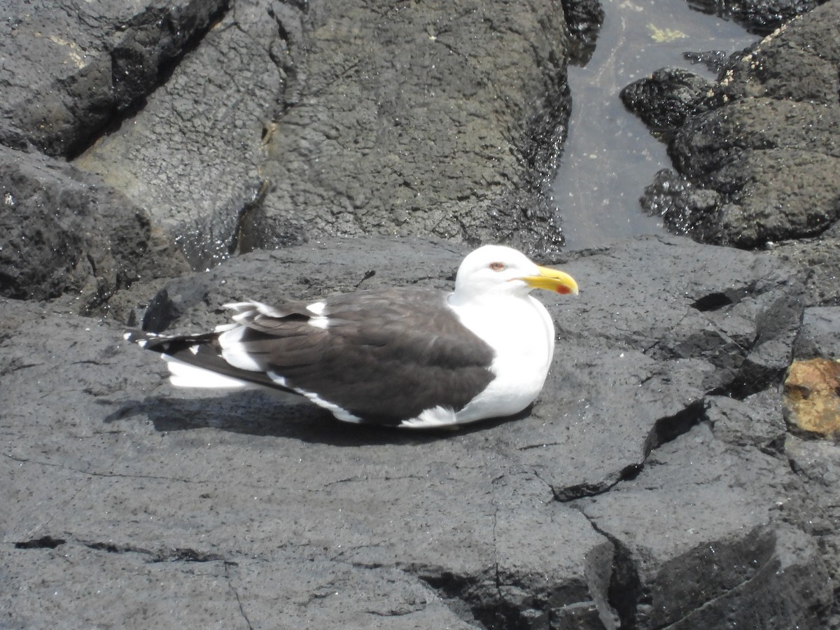 Kelp Gull - ML646342293