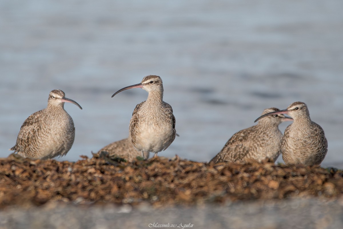 Hudsonian Whimbrel - ML646342294
