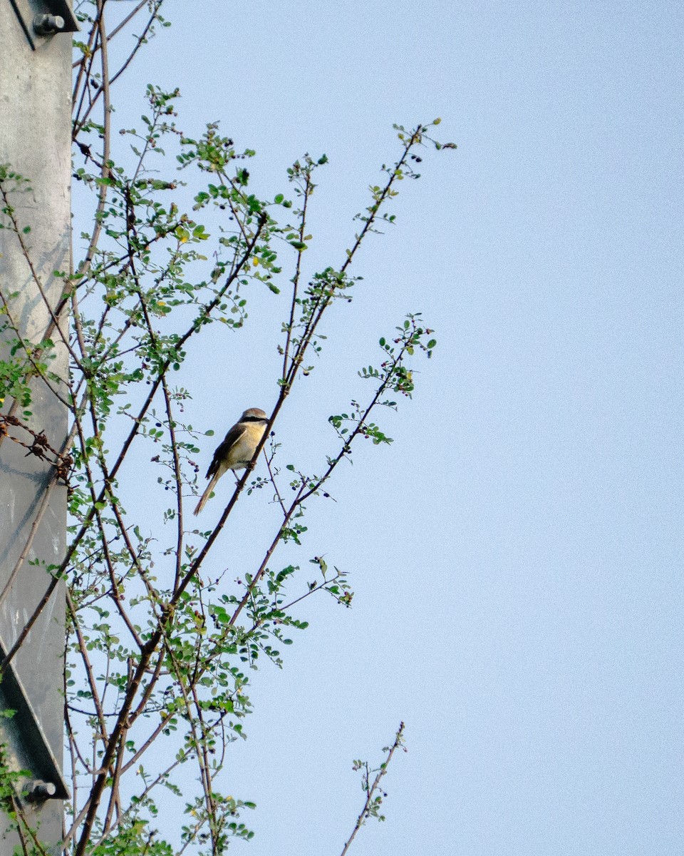 Brown Shrike - ML646342295