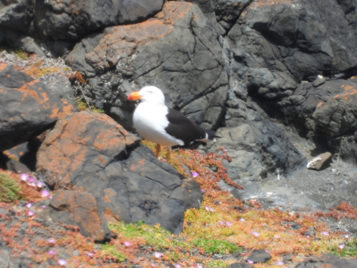 Pacific Gull - ML646342296
