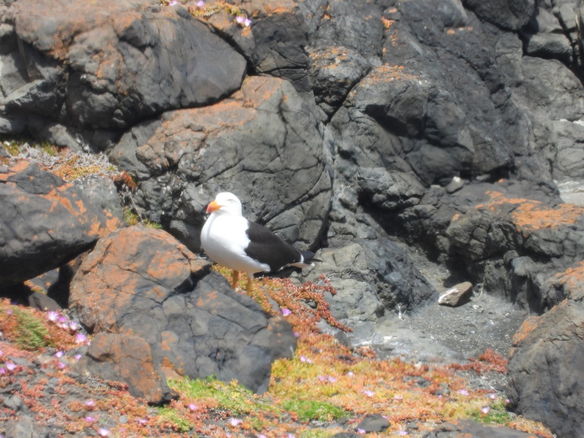 Pacific Gull - ML646342297