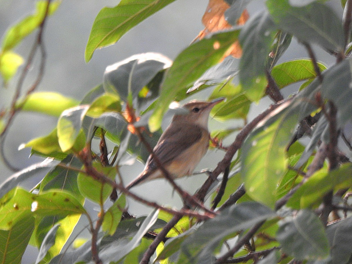 Rousserolle des buissons - ML646342298