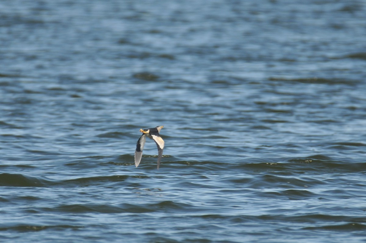 Little Bittern - ML646342307