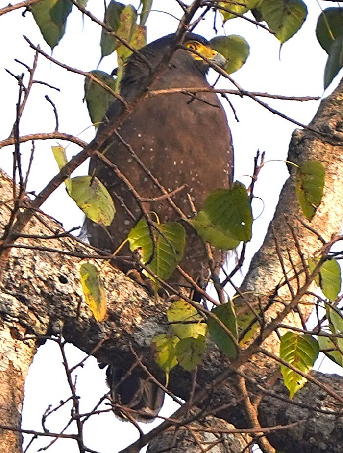 Crested Serpent-Eagle - ML646342308