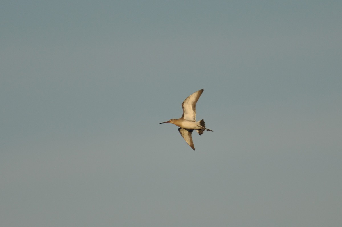 Black-tailed Godwit - ML646342314