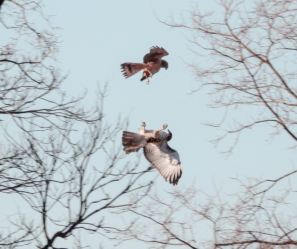 Northern Harrier - ML646342315